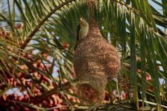 Birds-Nest-1-scaled