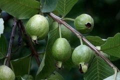 Fruit-scaled