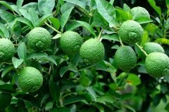 Galgal-Fruit_InPixio-scaled
