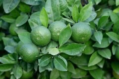 Meta-Fruit-1-scaled