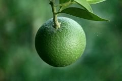 Metha-Fruit-scaled