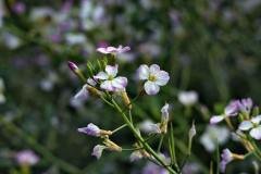 img_4419