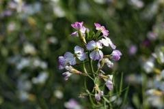 img_4424