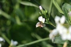 img_4427