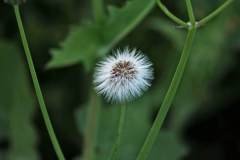 img_4520